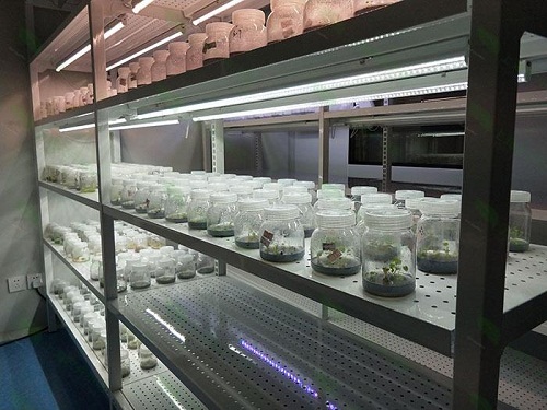 蓬江植物组织培养实验室设计建设方案